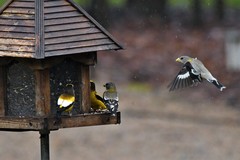Coccothraustes vespertinus vespertinus