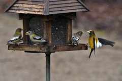 Coccothraustes vespertinus vespertinus