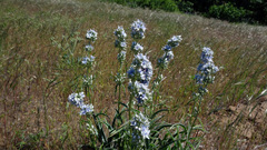 Frasera albicaulis columbiana