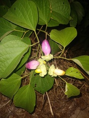 Amphilophium paniculatum