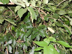 Amphilophium paniculatum