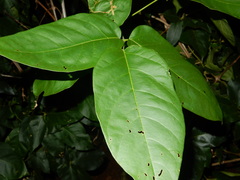 Amphilophium paniculatum