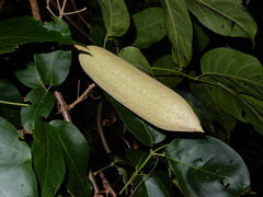 Amphilophium paniculatum