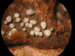 Physarum didermoides