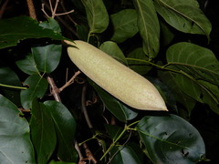 Amphilophium paniculatum