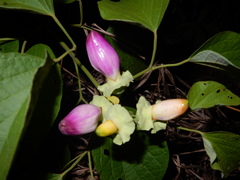 Amphilophium paniculatum