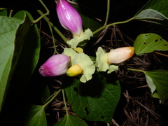 Amphilophium paniculatum