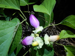 Amphilophium paniculatum