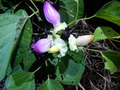 Amphilophium paniculatum