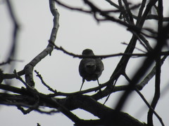 Mimus polyglottos