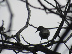 Mimus polyglottos
