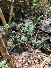 Citrus australasica