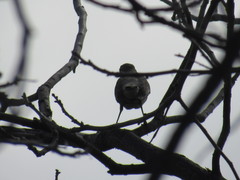 Mimus polyglottos