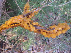 Gymnosporangium juniperi