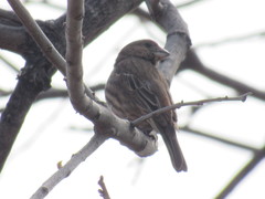 Haemorhous mexicanus