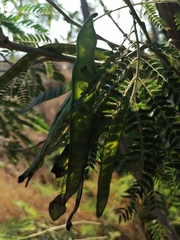 Leucaena diversifolia