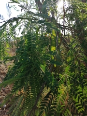 Leucaena diversifolia