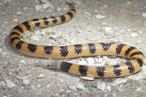 Photo of a Desert Banded Snake (Simoselaps bertholdi)