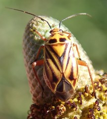 Calocoris barberi