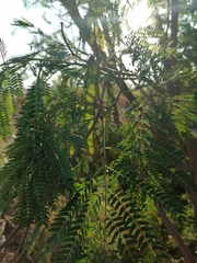 Leucaena diversifolia