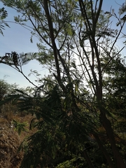 Leucaena diversifolia