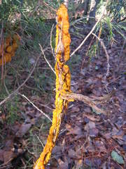 Gymnosporangium juniperi