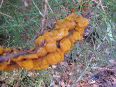 Gymnosporangium juniperi