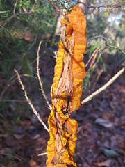 Gymnosporangium juniperi