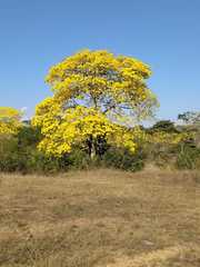 Handroanthus chrysanthus