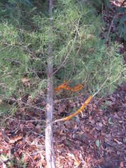 Gymnosporangium juniperi