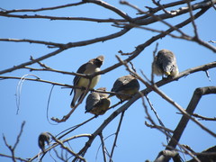 Bombycilla cedrorum