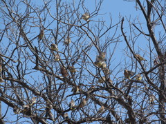 Bombycilla cedrorum