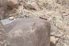 Ctenophorus modestus