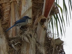 Aphelocoma californica