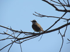 Pitangus sulphuratus