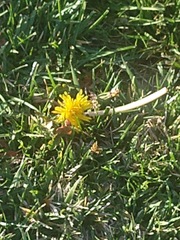 Taraxacum
