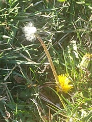 Taraxacum