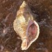 Urosalpinx cinerea - Photo (c) ipat, algunos derechos reservados (CC BY-NC-ND), subido por ipat