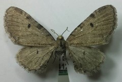 Eupithecia indistincta