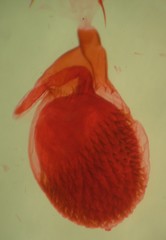 Eupithecia indistincta