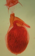 Eupithecia indistincta