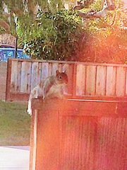 Sciurus carolinensis