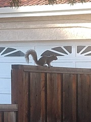 Sciurus carolinensis