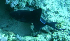 Odonus niger