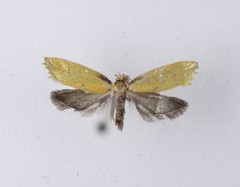 Tingena armigerella