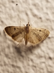 Herpetogramma fluctuosalis