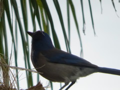 Aphelocoma californica