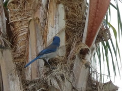 Aphelocoma californica