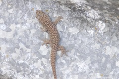 Gehyra versicolor