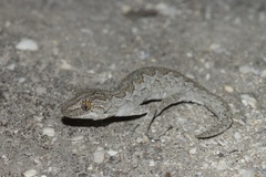 Strophurus intermedius